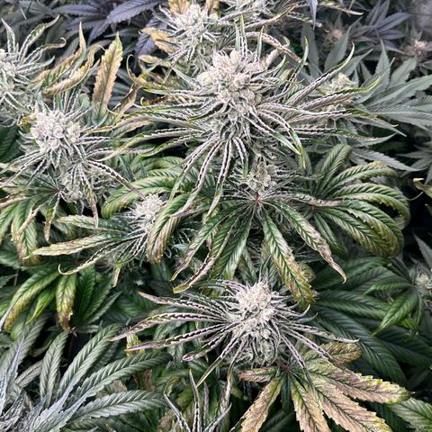 Misc x (LA Kush x Zkittles) #26 60.7g growlog timeline photo