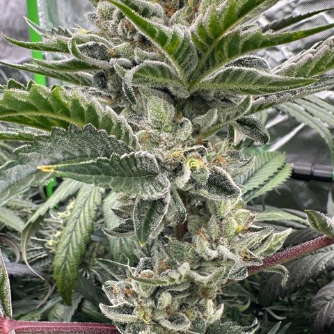 Misc x (LA Kush x Zkittles) #23 28.19g growlog timeline photo