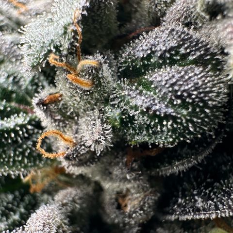 Misc x (LA Kush x Zkittles) #05 growlog timeline photo