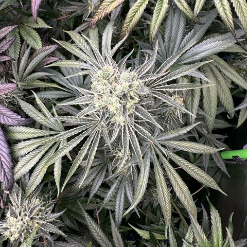 Misc x (LA Kush x Zkittles) #08 growlog timeline photo