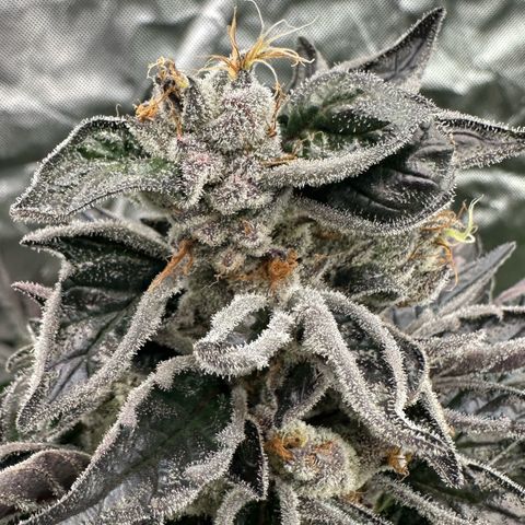 CxLAZ #03 45.52g growlog timeline photo