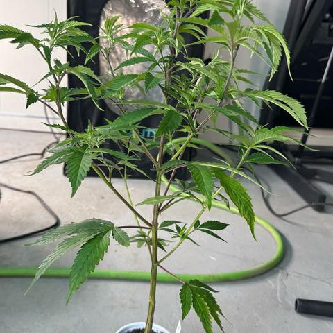 CxLAZ #15 C #1 growlog photo: Twisted stem and branches