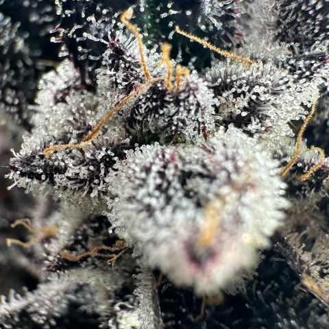 Misc x (LA Kush x Zkittles) #22 34.14g growlog timeline photo