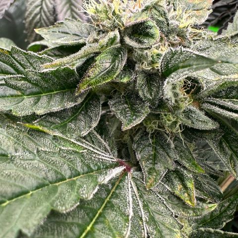 Misc x (LA Kush x Zkittles) #04 10.54g growlog timeline photo