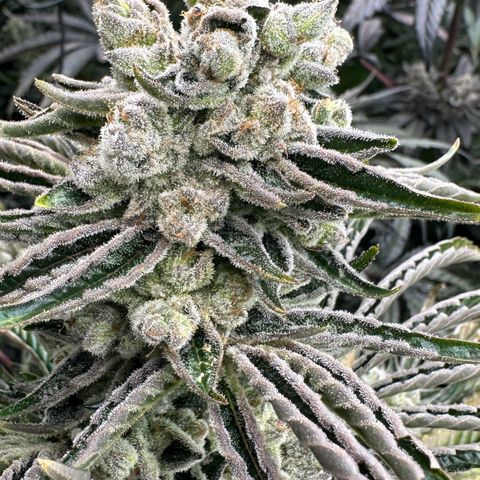 Misc x (LA Kush x Zkittles) #26 60.7g growlog timeline photo