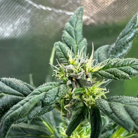 Auto Think Different  #3 growlog timeline photo
