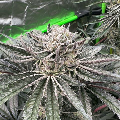 Misc x (LA Kush x Zkittles) #27 33.12g growlog timeline photo