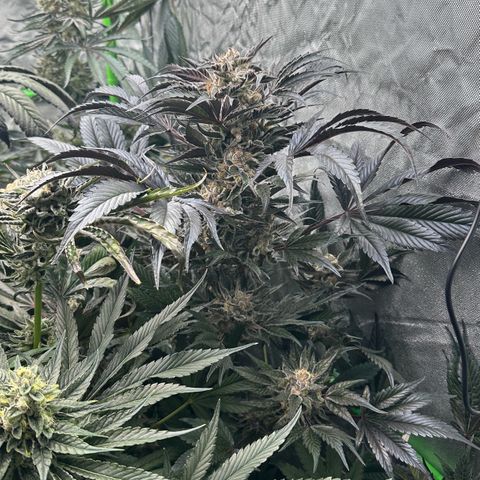 Misc x (LA Kush x Zkittles) #37 42.26g growlog timeline photo