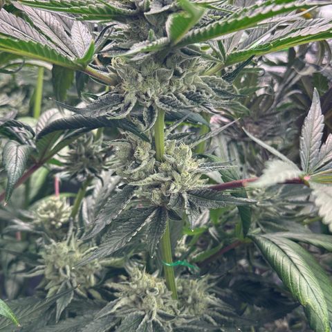 CxLAZ #06 growlog timeline photo