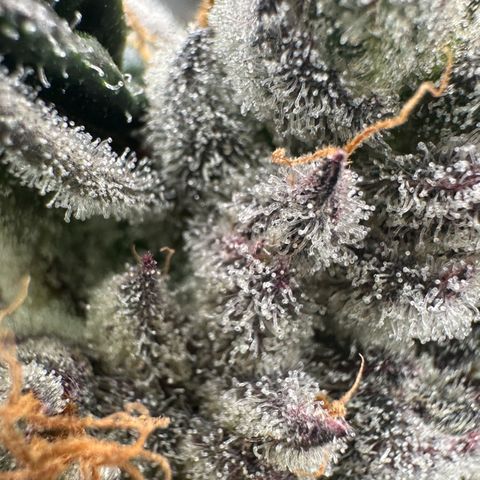 CxLAZ #03 45.52g growlog timeline photo