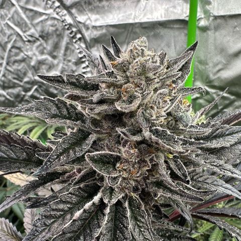 Misc x (LA Kush x Zkittles) #22 34.14g growlog timeline photo