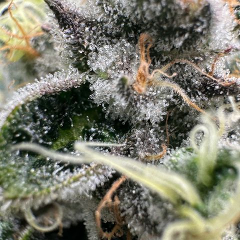 CxLAZ #15 52g growlog timeline photo