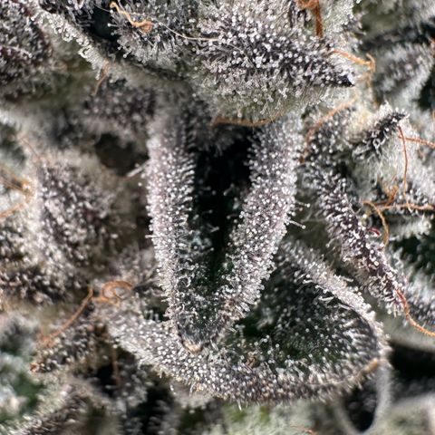 Misc x (LA Kush x Zkittles) #29 25.69g growlog timeline photo