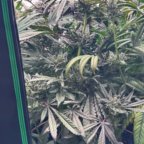 Misc x (LA Kush x Zkittles) #33 19.08g growlog timeline photo