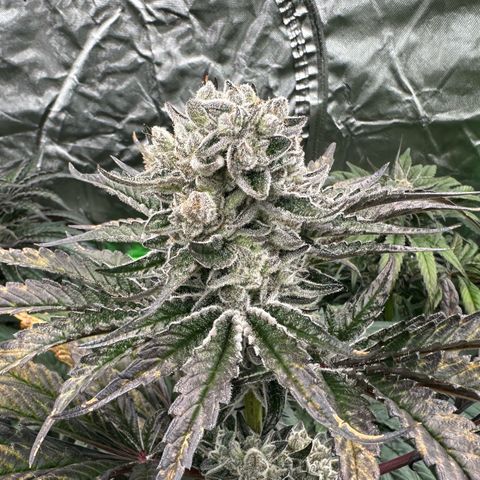 Misc x (LA Kush x Zkittles) #29 25.69g growlog timeline photo