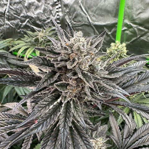Misc x (LA Kush x Zkittles) #22 34.14g growlog timeline photo