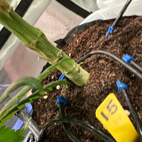 CxLAZ #15 52g growlog timeline photo