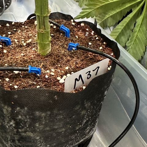 Misc x (LA Kush x Zkittles) #37 42.26g growlog timeline photo
