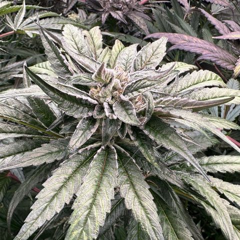 Misc x (LA Kush x Zkittles) #28 13.53g growlog timeline photo