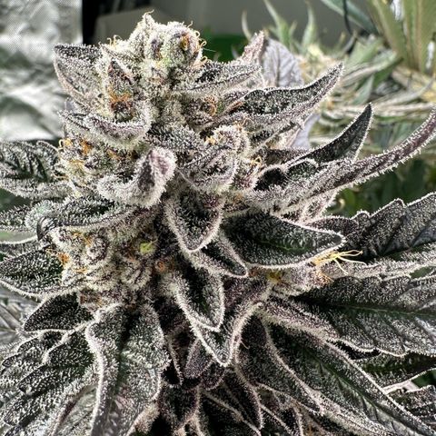 CxLAZ #16 50.72g growlog timeline photo