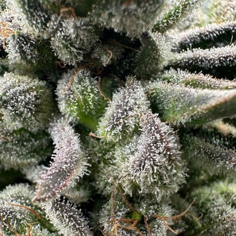 Misc x (LA Kush x Zkittles) #26 60.7g growlog timeline photo