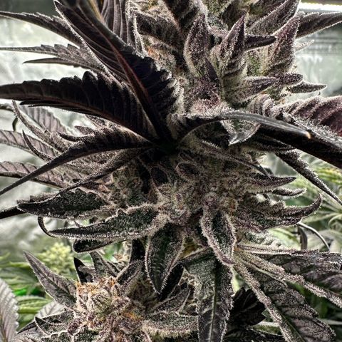 Misc x (LA Kush x Zkittles) #22 34.14g growlog timeline photo