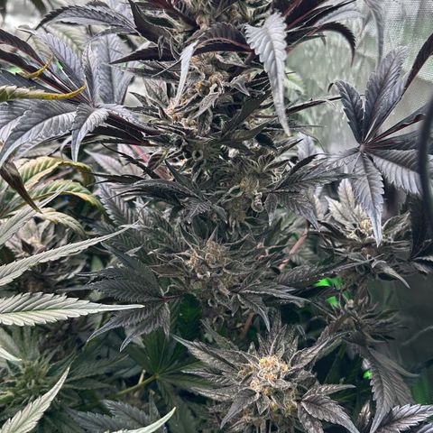 Misc x (LA Kush x Zkittles) #37 42.26g growlog timeline photo