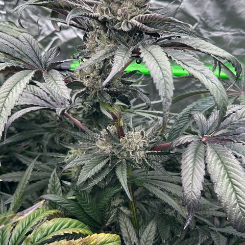 Misc x (LA Kush x Zkittles) #27 33.12g growlog timeline photo