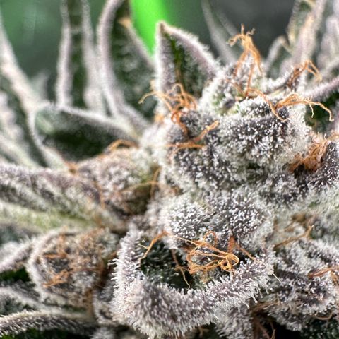 Misc x (LA Kush x Zkittles) #34 15.68g growlog timeline photo