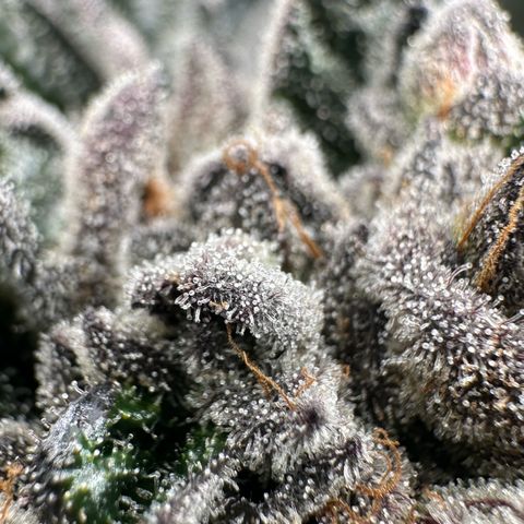 Misc x (LA Kush x Zkittles) #27 33.12g growlog timeline photo