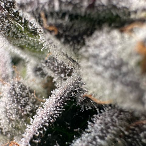 Misc x (LA Kush x Zkittles) #29 25.69g growlog timeline photo