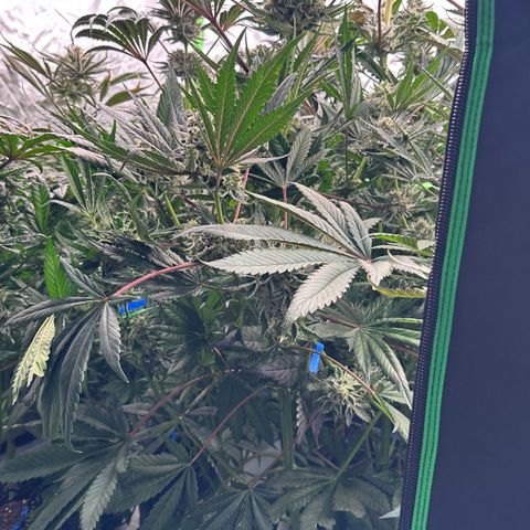 CxLAZ #31 58.75g growlog timeline photo
