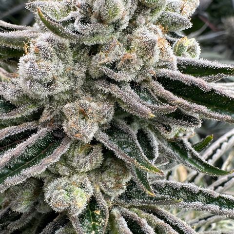 Misc x (LA Kush x Zkittles) #26 60.7g growlog timeline photo