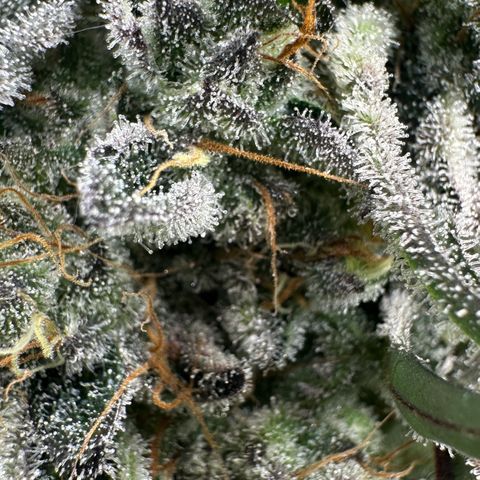 CxLAZ #24 37.13g growlog timeline photo