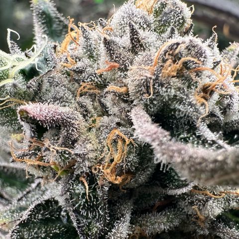 CxLAZ #31 58.75g growlog timeline photo