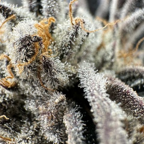 Misc x (LA Kush x Zkittles) #37 42.26g growlog timeline photo