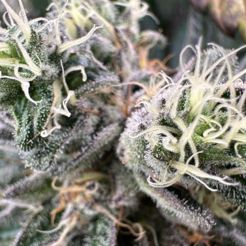 CxLAZ #14 53.59g growlog timeline photo