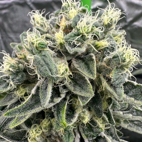 Misc x (LA Kush x Zkittles) #08 growlog timeline photo