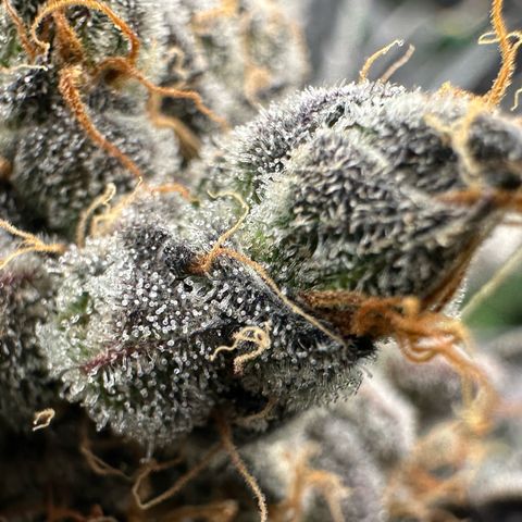CxLAZ #11 50.28g growlog timeline photo