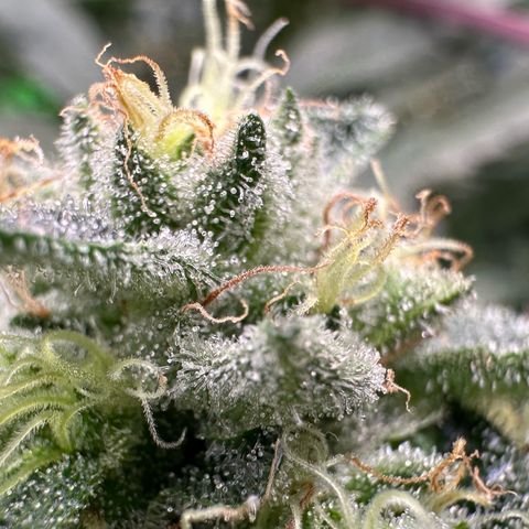 CxLAZ #20 13.7g growlog timeline photo