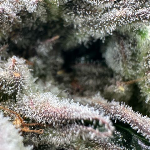 Misc x (LA Kush x Zkittles) #26 60.7g growlog timeline photo