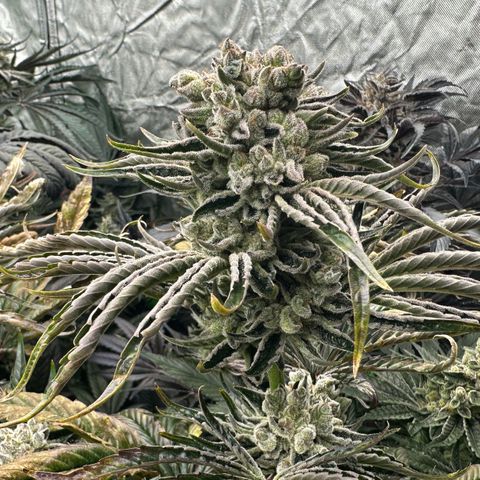 Misc x (LA Kush x Zkittles) #26 60.7g growlog timeline photo