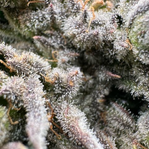 Misc x (LA Kush x Zkittles) #26 60.7g growlog timeline photo