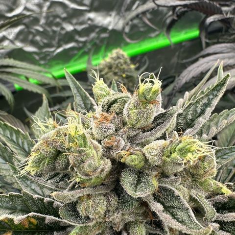Misc x (LA Kush x Zkittles) #23 28.19g growlog timeline photo