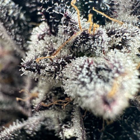 Misc x (LA Kush x Zkittles) #22 34.14g growlog timeline photo
