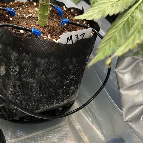Misc x (LA Kush x Zkittles) #37 42.26g growlog timeline photo