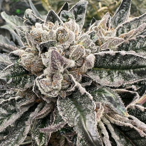 Misc x (LA Kush x Zkittles) #27 33.12g growlog timeline photo