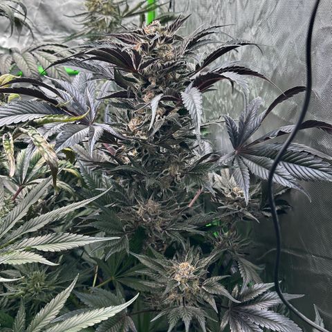Misc x (LA Kush x Zkittles) #37 42.26g growlog timeline photo