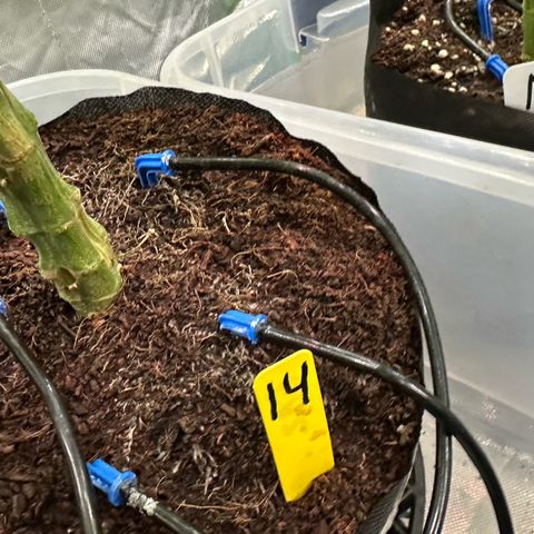CxLAZ #14 53.59g growlog timeline photo