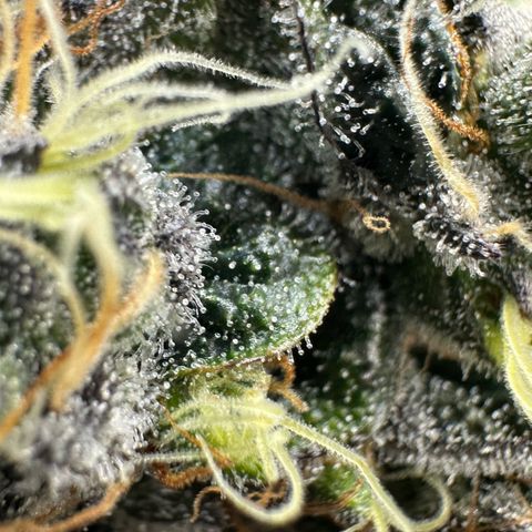 CxLAZ #24 37.13g growlog timeline photo